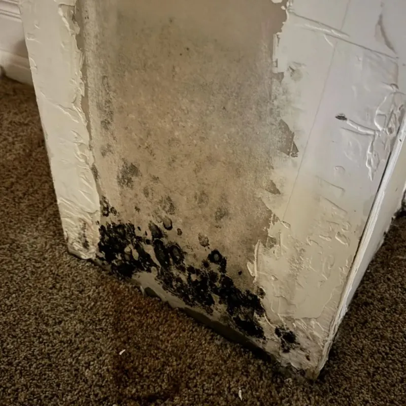 Professional Mold Removal in West Lake Hills, TX